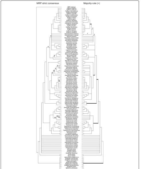 Figure 2 Comparing the MRP strict consensus with the majority-rule (+) supertree. Left: The strict consensus of the most parsimonioustrees obtained by Kennedy and Page for their seabirds data set [17]