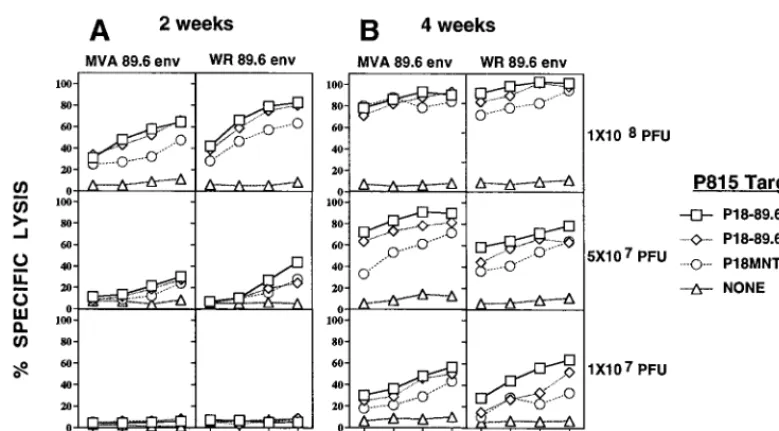 FIG. 2. Induction of the 89.6-speciﬁc splenic CTL responses 2 and 4 weeks after i.r. immunization with replication-deﬁcient MVA 89.6 and WR 89.6 expressing theHIV-1 envelope protein of HIV-1 strain 89.6
