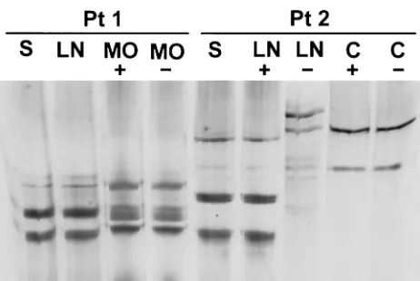 FIG. 5. Analysis by SSCP of NS5 region sequences ampliﬁed fromserum (S), lymph node (LN), and brain tissue samples from patients 1