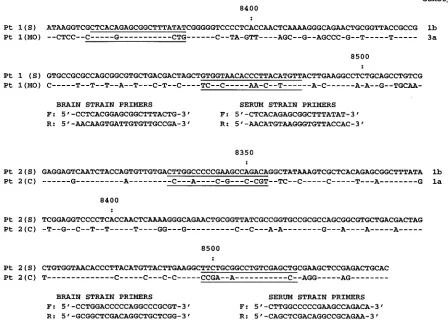 FIG. 6. Nucleotide sequence alignment of the NS5 region fragments of HCV recovered from patients 1 and 2 (Pt 1 and Pt 2) from serum (S)and autopsy brain tissue