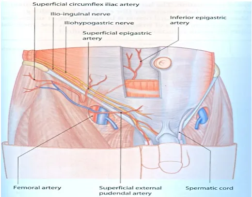 Figure -14. Inguinal canal and its contents 