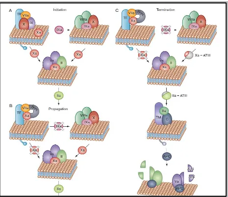 Figure 2: Regulation of coagulation cascade  