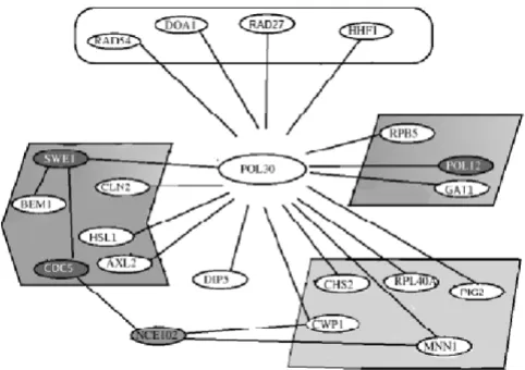 Figure 4modelsThe local environment of POL30 in the S. cerevisiae network The local environment of POL30 in the S