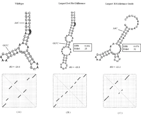 Figure 7P5abc subdomainthermophilaP5abc subdomain. The predicted most significant mutation for the P5abc subdomain in the group I intron ribozyme of the T