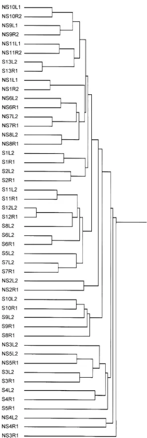 Figure 1. Dendrogram illustrating the relationship of global gene expres-sion in right lung airway epithelium and left lung airway epitheliumamong different individuals