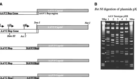 FIG. 1. Construction and characterization of serotype clones. (A) Each serotype capsid domain, generated by PCR, was cloned into the pBS�1 to 5