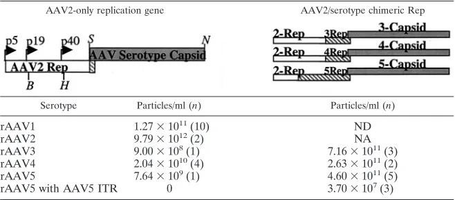 TABLE 1. Comparison of AAV helper constructs containing AAV2-only replication gene orportions of the serotype speciﬁc replication genea