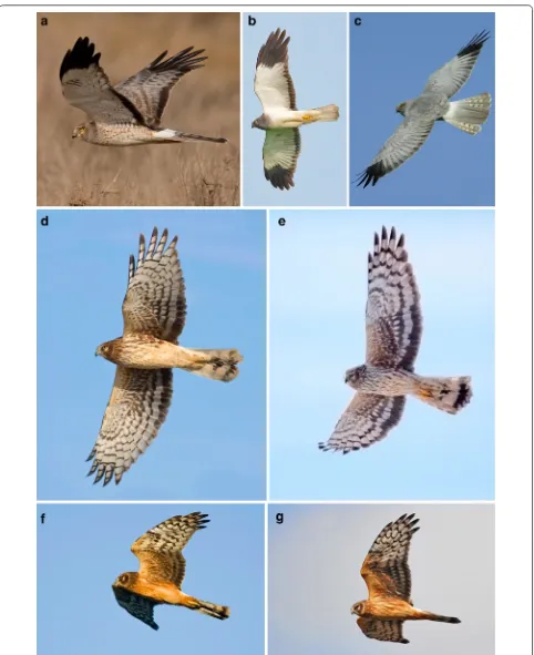 Fig. 2 The range of plumages found in hudsonius and cyaneus. a hudsonius male, b, c cyaneus male, d hudsonius female, e cyaneus female, f hudso-nius juvenile and g cyaneus juvenile