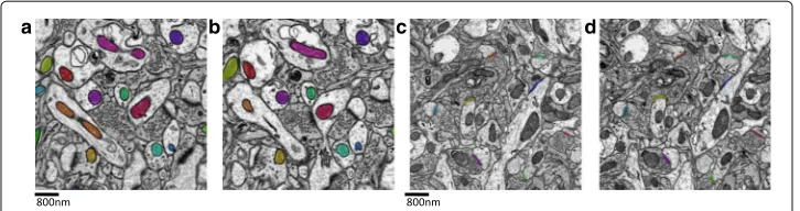 Fig. 1 a and b: adjacent ATUM-SEM images with the mitochondria annotated by different colors; c and d:adjacent ATUM-SEM images with the annotated synapses