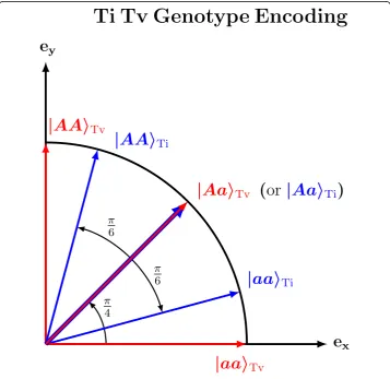 Fig. 4 Two-dimensional transition/transversion genotype encoding. Genotypes are represented as vectorson a unit circle and their similarity is the cos2θ of their angular separation