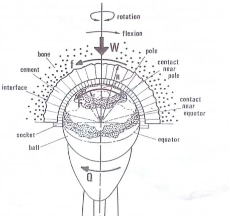 Fig.6. Geometric representation of frictional Torque viewed from medial 