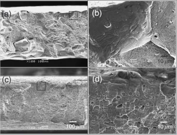 Fig. 5SEM micrographs showing fracture surface under the environment › (RH ¼ 90%). (a), (b): alloy No