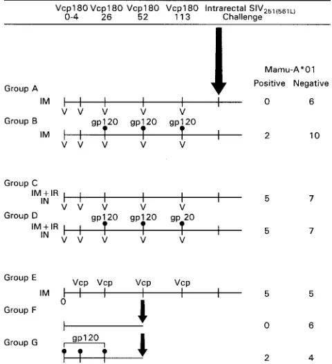 FIG. 1. Schematic representation of the immunization regimen.IM, intramuscular route; IR, intrarectal route; IN, intranasal route;