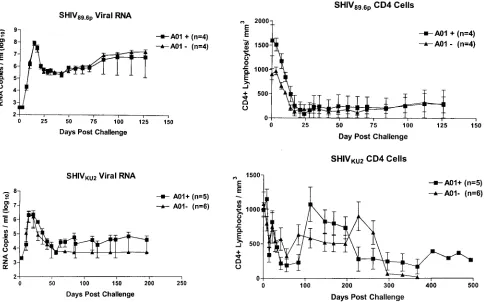 FIG. 7. Virus load and CD4�data obtained from four Mamu-A*01-positive and four Mamu-A*01-negative macaques infected intravenously with SHIV T-cell counts in macaques infected with the SHIV89.6P and SHIVKU2 strains