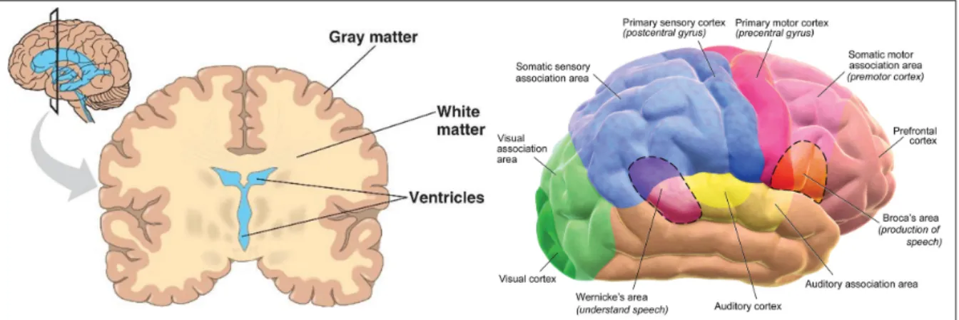 Figure 1.2 Left: Coronal slice of a healthy human brain with tissue types (Source: