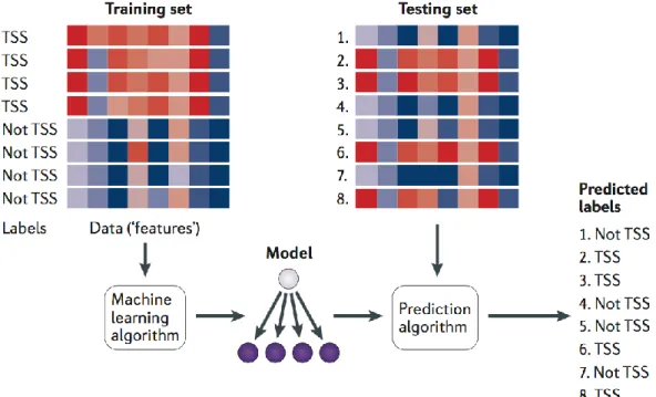 Figure  6  A  canonical  example  of  a  machine  learning  application  with  these  three  stages for DNA sequences