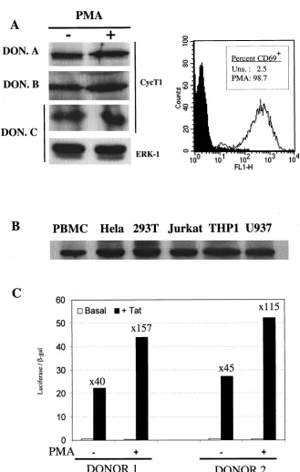 FIG. 6. CycT1 is expressed in unstimulated primary lymphocytes at levels sufﬁcient to support Tat function