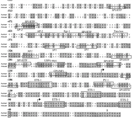 FIG. 1. Conservation and divergence in putative transcription factor binding sites present in the human and murine cycT1sequence of the 545-nucleotide humanbinding sites, predicted by using MacVector (Oxford Molecular) or Transcription Element Search Softw