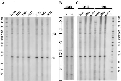 FIG. 5. Transcription start site utilization at the cycT1obtained from a panel of immortalized cell lines and subjected to primer extension analysis with an oligonucleotide proximal to the promoter in immortalized cell lines and primary lymphocytes
