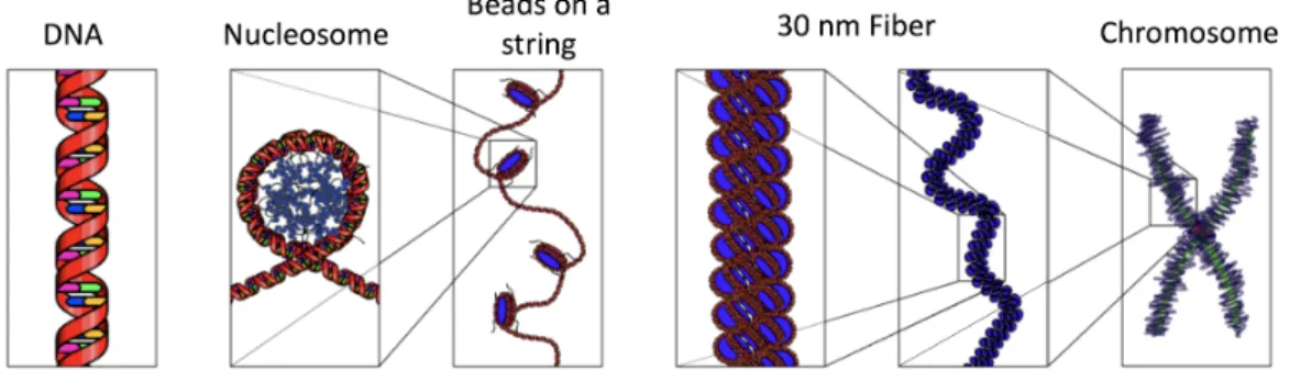 Figure 1.3: Hierarchical organization of chromatin structures. A double-helical DNA is wrapped around histone proteins to form a