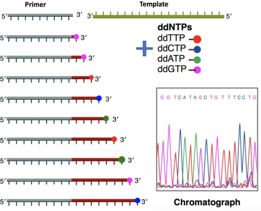 Figure 1.4: The Sanger method for DNA sequencing. Each of the four dideoxynucleotides ddTTP, ddCTP, ddATP, ddGTP is labeled with red, blue, green and pink fluorescence dye to indicate nucleotide base at a terminating location