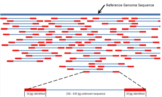 Figure 1.5: High-throughput paired-end sequencing method. Short regions in red are sequenced from both ends and they are jointly mapped to the reference genome shown in blue