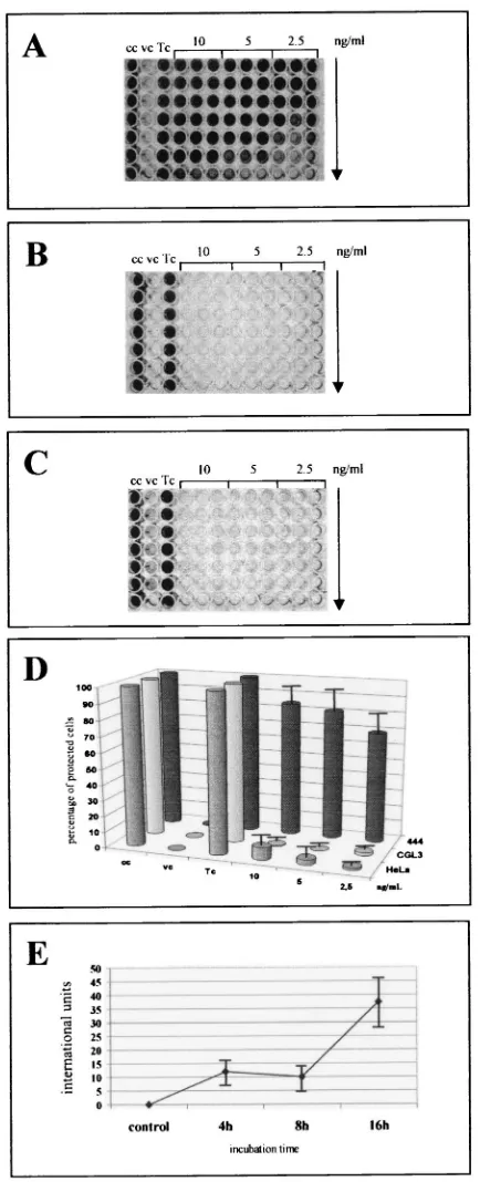 FIG. 2. TNF-�tion in nontumorigenic HPV18-positive cells. Malignant and nonma-lignant cells grown in microtiter plates were ﬁrst pretreated for 24 hwith serial dilutions (1:2, indicated by the arrow) of TNF-2.5 ng/ml) and infected with EMCV at an MOI of 0.