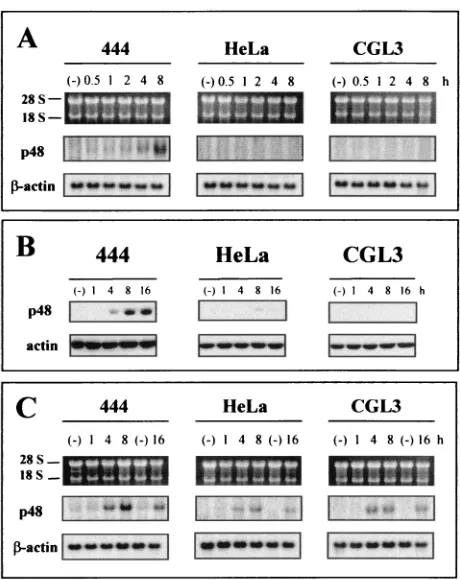 FIG. 8. Selective p48 (ISGF3�nant HPV18-positive cells. (A) Transcriptional analysis of p48 afterTNF-separated on 1% agarose gels