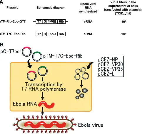 FIG. 1. Generation of Ebola virus entirely from cloned cDNA. (A) Schematic diagram of cDNA plasmids for Ebola virus cRNA or vRNAsynthesis and their efﬁciencies for virus generation