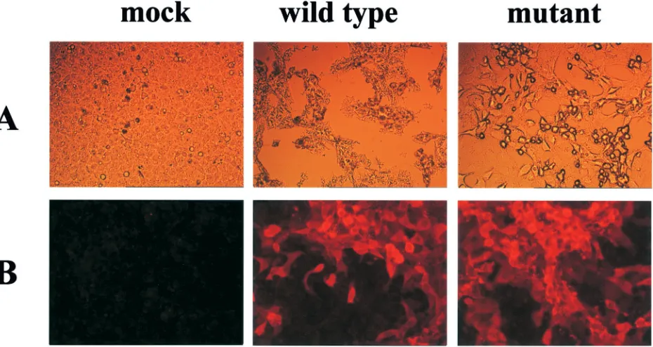 FIG. 3. Replication kinetics of wild-type Ebola virus and its GPcleavage mutant. Vero E6 cells were infected with the wild-type or