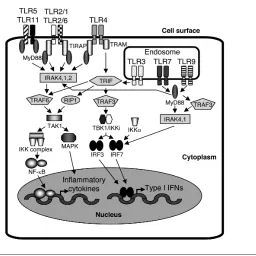 Figure 2. TLR signaling (an example in macrophages and dendritic cells). TLR2 (TLR2 in asso-units
