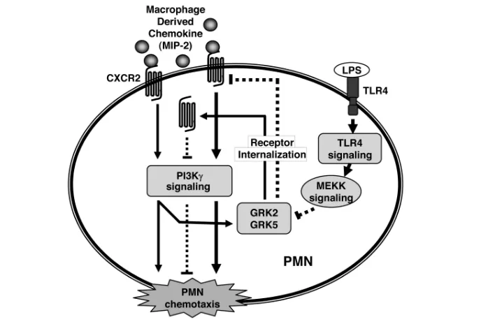 Figure 4. Model of TLR4 and chemokine receptor cross-talk. MIP-2 binding to CXCR2 inducesGRK2 and GRK5 expression results in chemokine receptor internalization and desensitiza-tion, thereby negatively regulating PMN migration