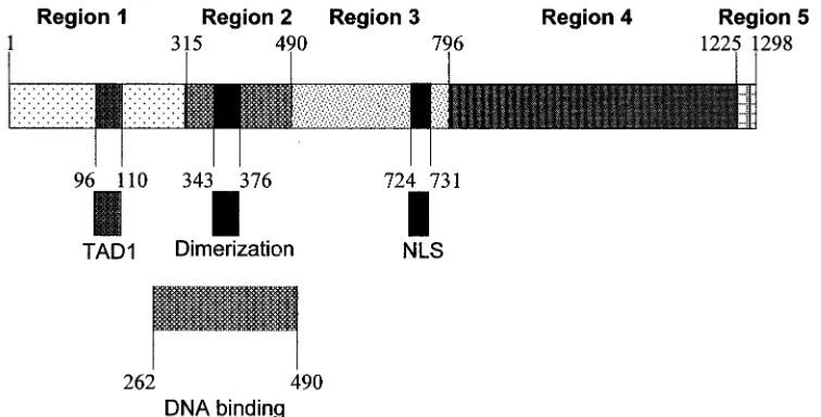 FIG. 1. Schematic diagram of ICP4. Numbers indicate amino acid residues relative to the N terminus of ICP4