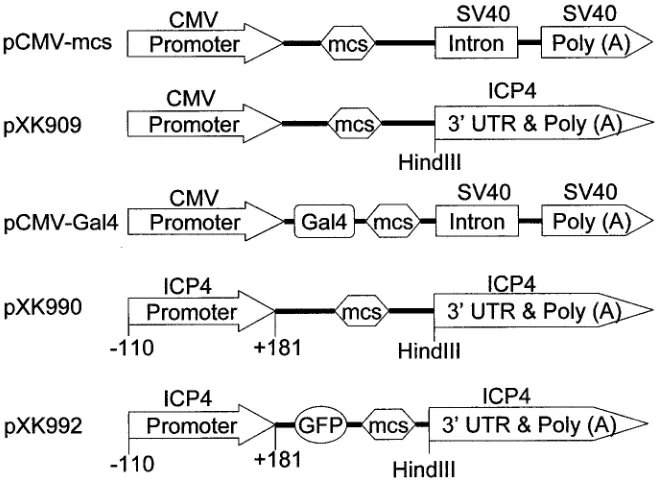 FIG. 2. Vectors used for construction of plasmids. Vectors pCMV-mcs, pXK909, and pCMV-Gal4 were used to express variants of ICP4 intransfected cells
