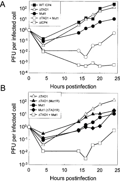 FIG. 9. Growth curves for mutant viruses. Vero cells (5 �were determined on E5 cell monolayers