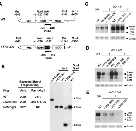FIG. 5. An inverted distal enhancer augments viral DNA replication. (A) Schematic diagram of WT and r-579/-300