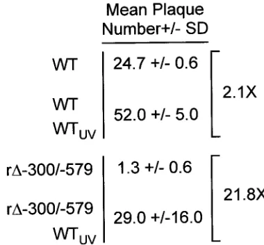 FIG. 6. An inverted distal enhancer augments MIE promoter-de-pendent transcription. Relative quantitation of WT, r-579/-300, and