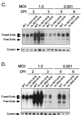 FIG. 1. Effects on viral DNA replication of successively larger 5�short genome segment and is contained in the 9.7-kb fragment