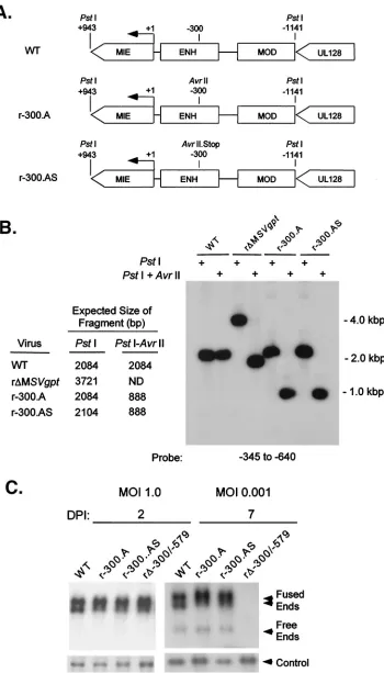 FIG. 4. Stop codons inserted into the distal enhancer do not alter viral DNA replication