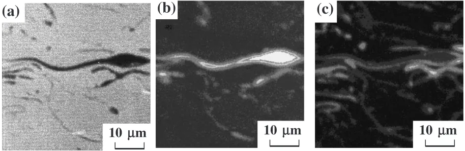 Fig. 9Cross-section microstructure of coating graphitized by post-spray annealing, (a) BSE, (b) C-K� and (c) O-K� image.