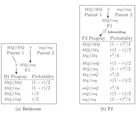 Figure 2.1: Definitions of backcross (from parent one) and F2 progeny for a single marker locus (M ) and a QTL locus (Q) that are r recombination units apart