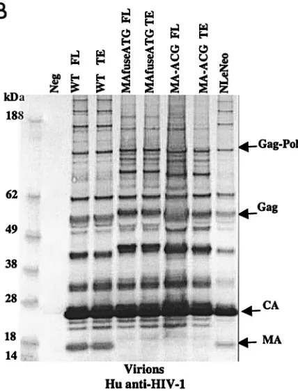 FIG. 2. Chimeric viruses are processed in human cells. Immuno-blot analyses of cell lysates and viruses from HEK 293 EBNA trans-
