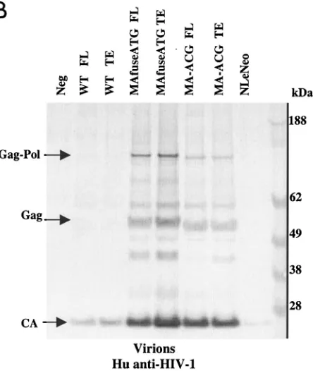FIG. 3. Chimeric viruses are processed and released efﬁcientlyfrom murine cells. Immunoblot analyses of cell lysates and viruses