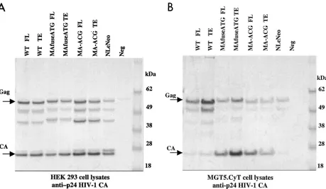 TABLE 1. pr55gag/p24 CA ratios in HEK 293 EBNA and murineMGT5.cyT cellsa