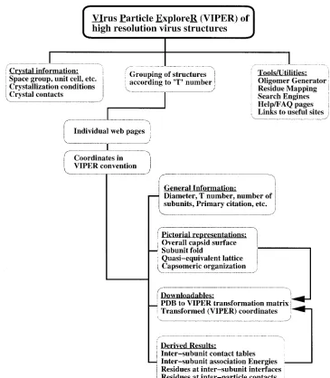FIG. 1.Flow chart showing the organization of the contents of the VIPER site. The VIPER database contains the structures of viral capsidsdetermined at a nearly atomic-level resolution