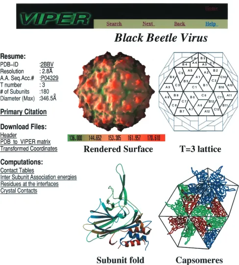 FIG. 3. A typical web page of an entry at the VIPER site. The web page for black beetle virus (PDBof the capsid, the tertiary fold of the constituent subunits, a geometrical representation of the quasi-equivalent lattice, and the representative