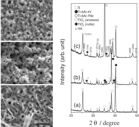 Fig. 3SEM images and XRD patterns of hydrothermally treated anodicoxide ﬁlms after immersion in SBF for 30 days: (a) Ti, (b) Ti-6Al-4Valloy, and (c) Ti-6Al-7Nb alloy.
