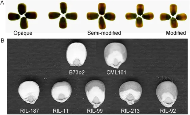 Figure 2.1. Endosperm texture modification. (A) Photograph of backlit kernels  showing segregation of the trait opacity (OPAC) in the F 2  of B73o2 x CML161