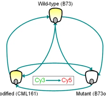Figure 4.1. Loop design for endosperm microarray hybridizations. Each solid  arrow represents 2 replicates (4 comparisons for each pair)