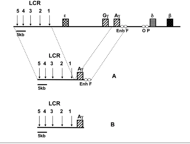Figure 1. Schematic presentation of the constructs used in this study. (A) Control constructcontaining the LCR linked to the 5.6 kb Aγ-gene including both Enh and F elements